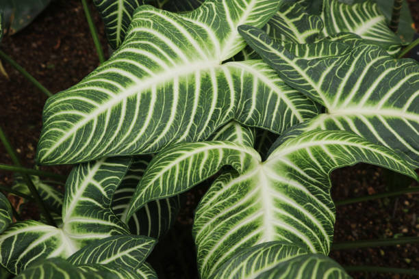 istock Caladium lindenii 1028920296