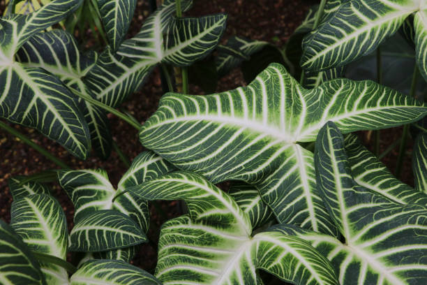 istock Caladium lindenii 1028920326