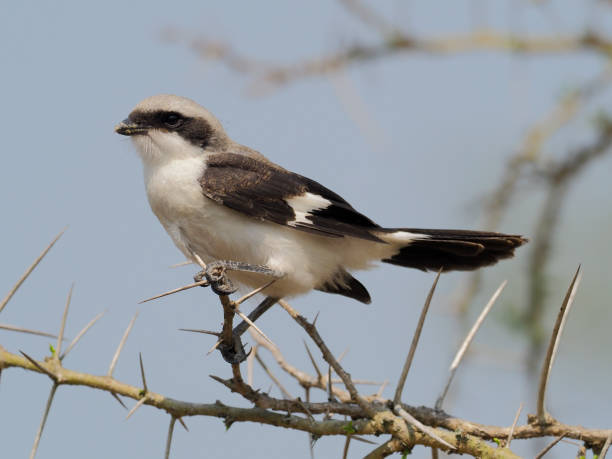 istock Grey-backed fiscal, Lanius excubitoroides 1028924808