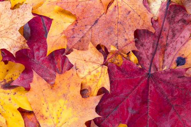 istock Multi-colored maple leaves. Autumn holiday background 1028925878