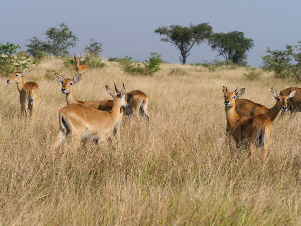 istock Uganda kob, Kobus kob thomasi 1028925904