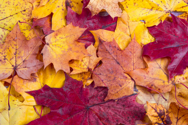 istock Red and yellow maple leaves. Autumn falling leaves 1028926102