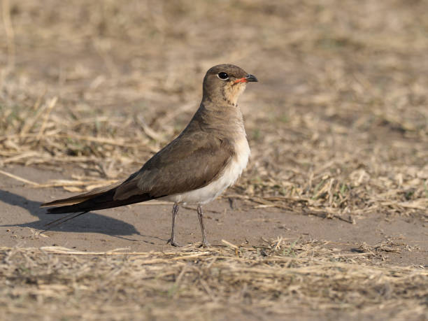 istock Collared pratincole, Glareola pratincola 1028928216