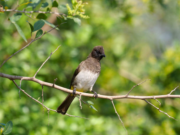istock Common bulbul, Pycnonotus barbatus 1028928222