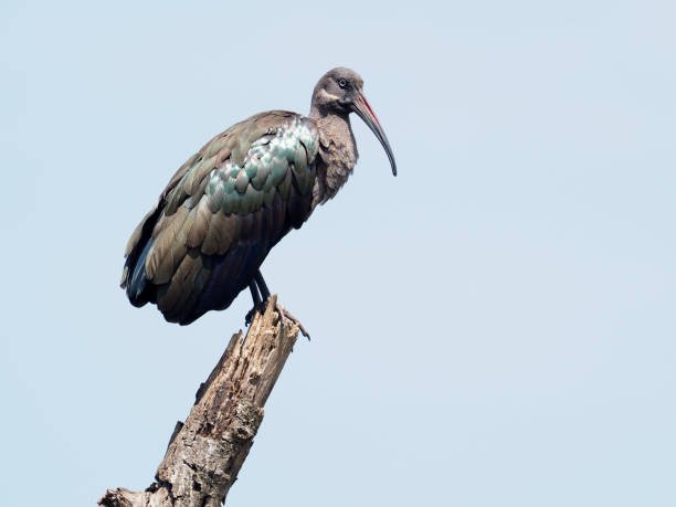 istock Hadeba ibis, Bostrychia hagedash 1028928230
