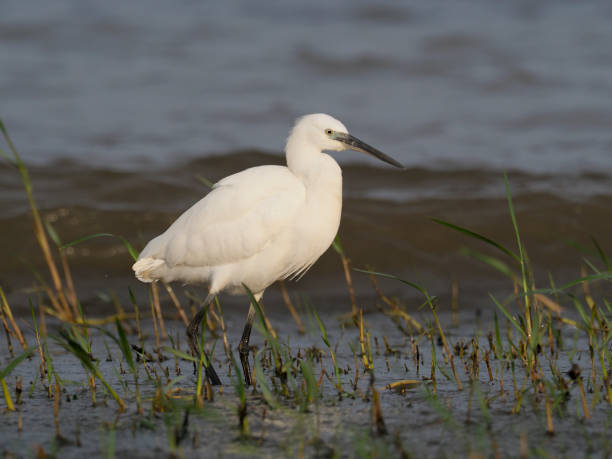 istock Little egret, Egretta garzetta 1028928240