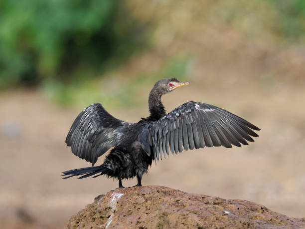 istock Long-tailed cormorant, Phalacrocorax africanus 1028928260