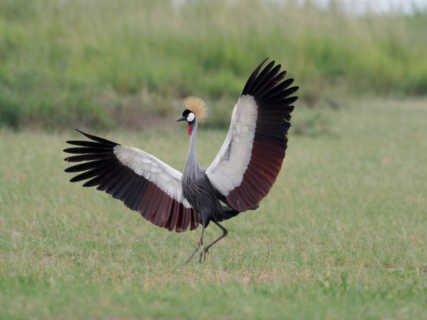 Grey crowned-crane, Balearica regulorum
