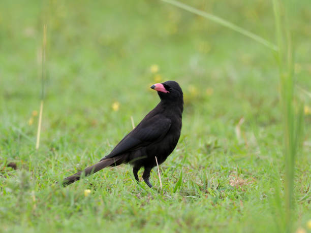 istock Piapiac, Ptilostomus afer 1028928296