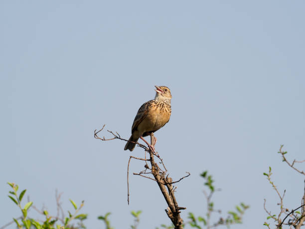 Red-naped bushlark, Mirafra africana Red-naped bushlark, Mirafra africana, Single bird on branch, Uganda, August 2018 rufous naped lark mirafra africana stock pictures, royalty-free photos & images