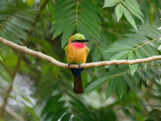 Red-throated bee-eater, Merops bulocki
