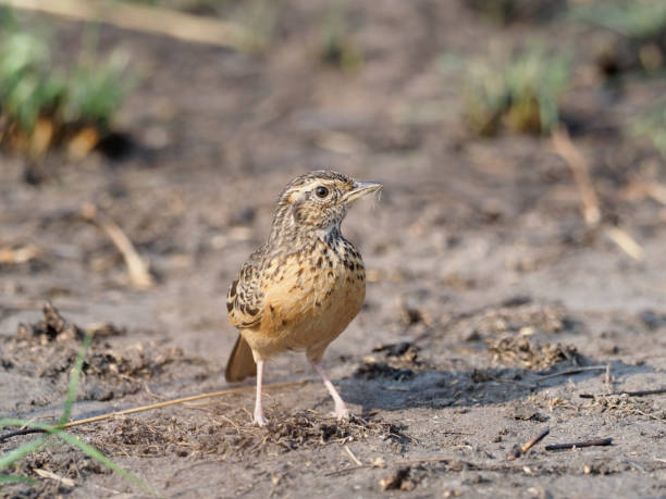 istock Red-naped bushlark, Mirafra africana 1028928336