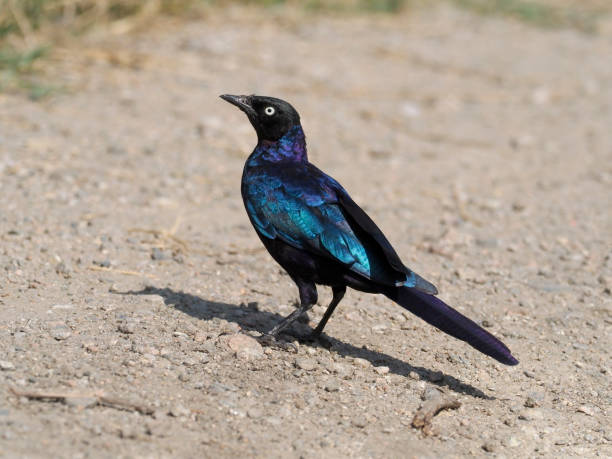 istock Ruppels long-tailed starling, Lamprotornis purpuroptera 1028928368