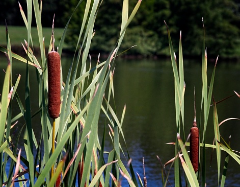 Cattails on the shore of a small pond.