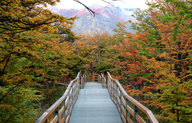 walkway amongst beautiful fall foliage in los glaciares national park, santa cruz province, patagonia, argentina - tree patagonia autumn green imagens e fotografias de stock