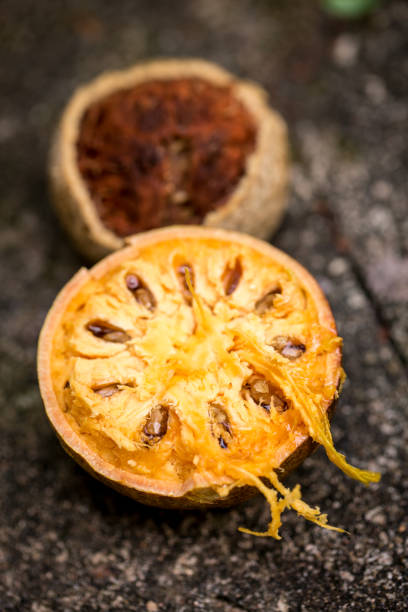 bael, wood apple fruit