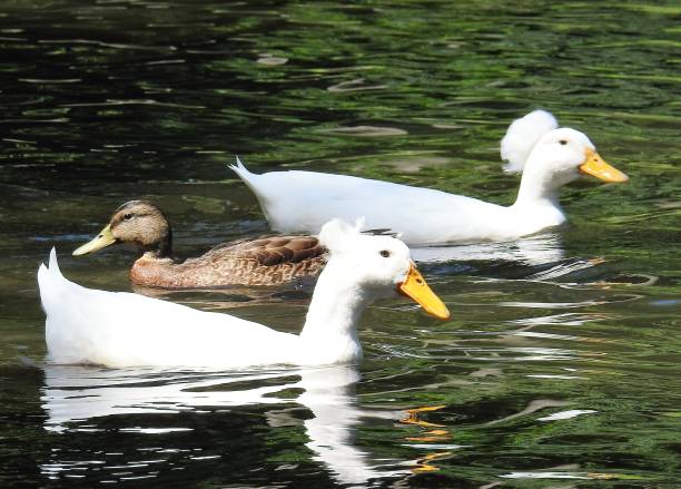 istock Two white pompom duck on the river 1028945550