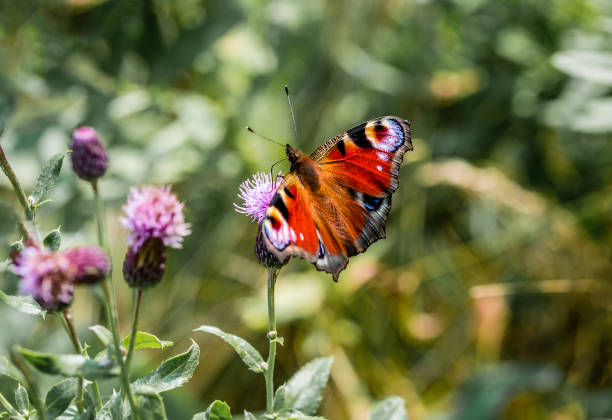 istock butterfly sitting on a field flower 1028946756