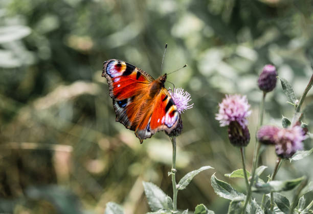 istock butterfly sits on a flower 1028947518