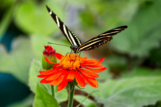 istock Zebra Longwing butterfly on an orange flower 1028950072