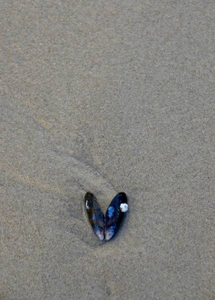 High angle view of open heart shaped seashell on the sand