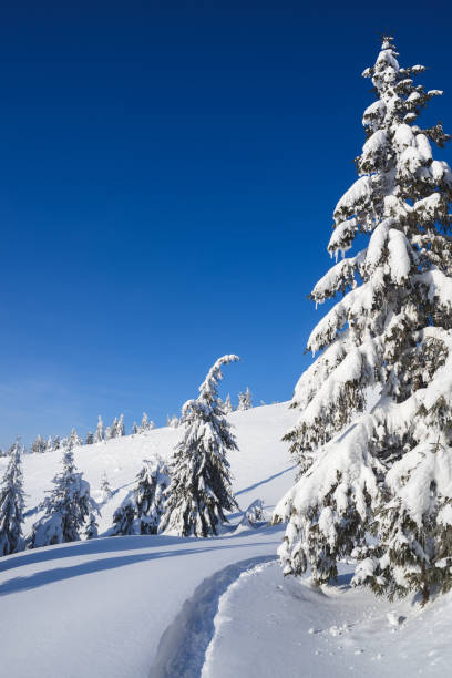 istock Winter landscape with footpath in the snow 1028956518