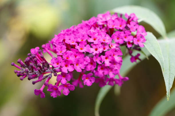 istock Flowers of butterfly bush 1028962556