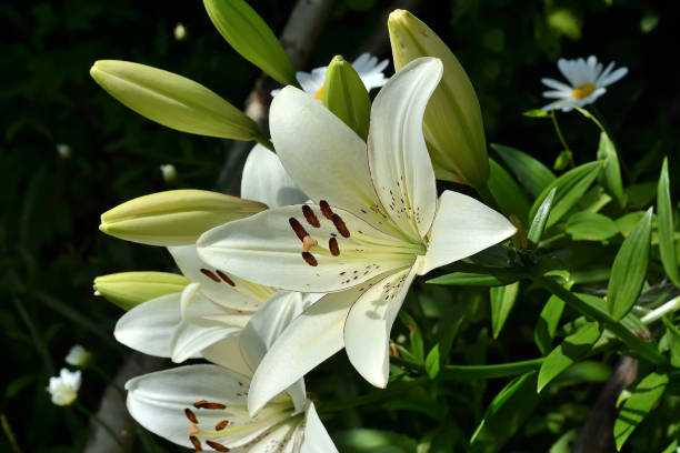 istock Blooming white lilies in the garden 1028967022