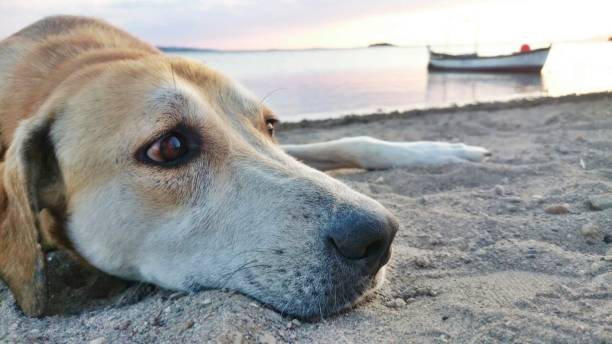 istock Yellow dog on the beach 1028975006