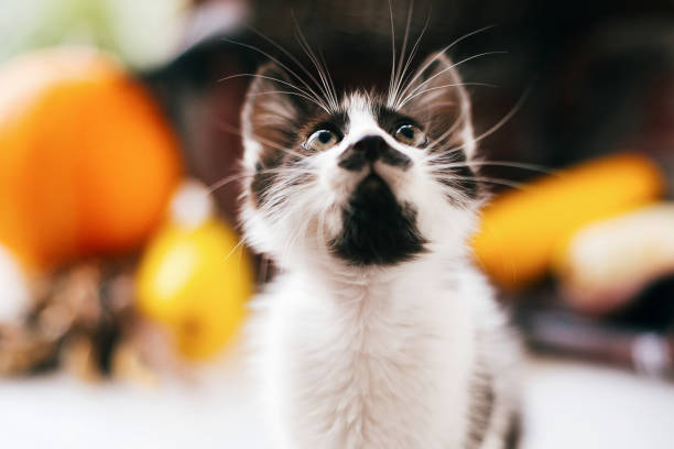 adorable kitty face with cute eyes at pumpkin and zucchini in cozy wicker basket in light on wooden background. harvest and hello autumn concept with space for text. happy thanksgiving - animal domestic cat basket kitten imagens e fotografias de stock