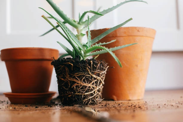 repotting plant. aloe vera with roots in ground repot to bigger clay pot indoors. care of plants. succulent on wooden background. gardening concept stock photo