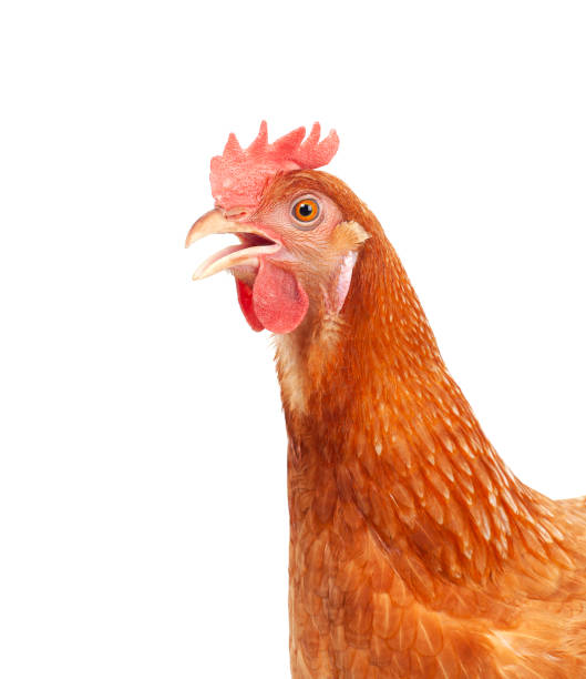 ブラウン チキン ヘッド分離ホワイト バック グラウンドのクローズ アップ - chicken bird close up domestic animals ストックフォトと画像