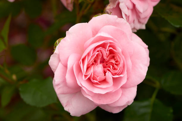 istock Pink rose outdoors close-up 1029003332