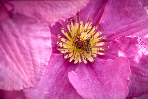 Close-up a clematis climbing plant in daylight outdoors
