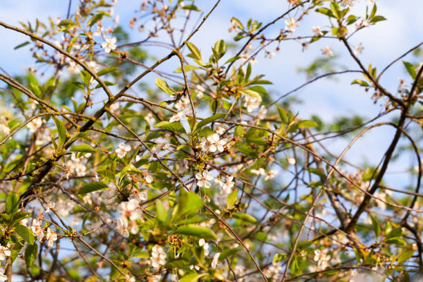 branches fines de cerise - pollen forecast photos et images de collection