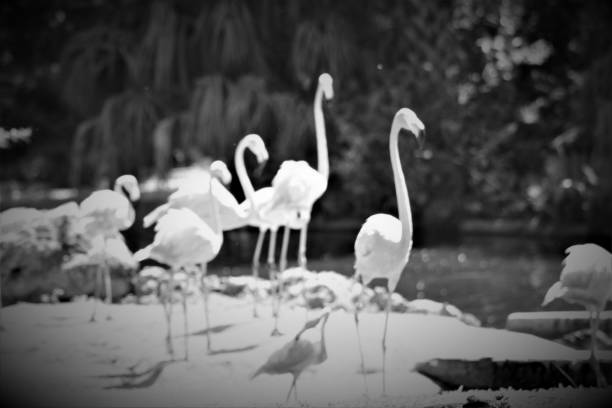 abstrakte flamingos in schwarz / weiß - invoke stock-fotos und bilder