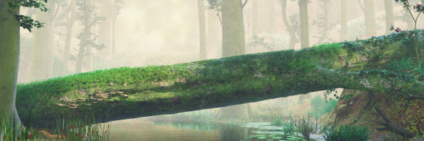 istock fallen tree, natural bridge in magical forest, beautiful fantasy forest landscape 1029008254