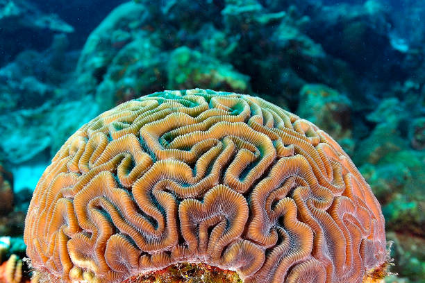 Brain coral stock photo