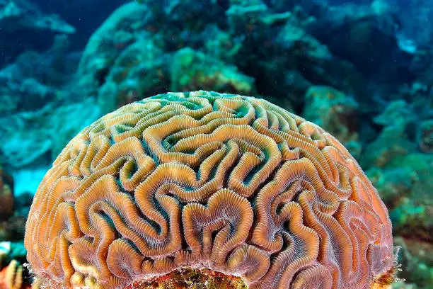 Brain coral image taken in Bonaire, Netherlands Antilles