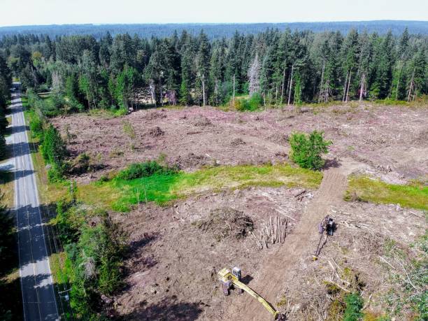 istock Aerial photo of logging 1029008838