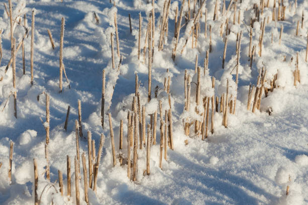 冬の農業分野 - prairie farm winter snow ストックフォトと画像