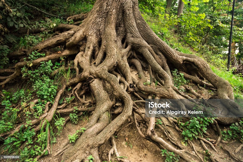 Racines d'arbres - Photo de Racine - Partie d'une plante libre de droits