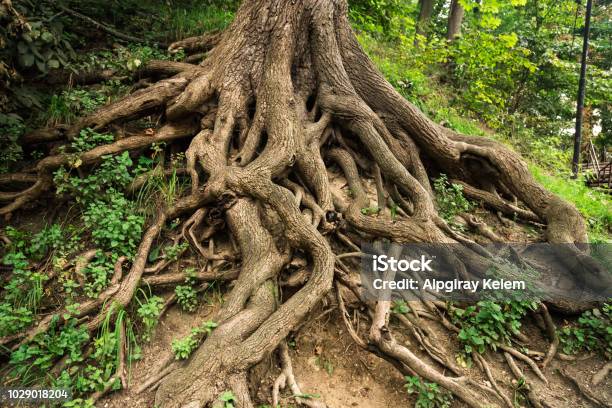 Photo libre de droit de Racines Darbres banque d'images et plus d'images libres de droit de Racine - Partie d'une plante - Racine - Partie d'une plante, Arbre, De grande taille