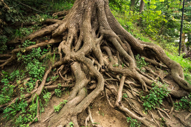 tree roots - root imagens e fotografias de stock