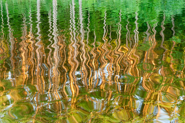 istock mirroring of pine trees 1029022776