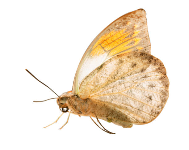 le papillon grand bout orange est isolé sur fond blanc - hebomoia glaucippe photos et images de collection