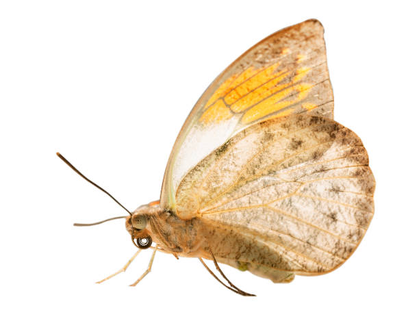 istock The great orange tip butterfly is isolated on white background 1029032698