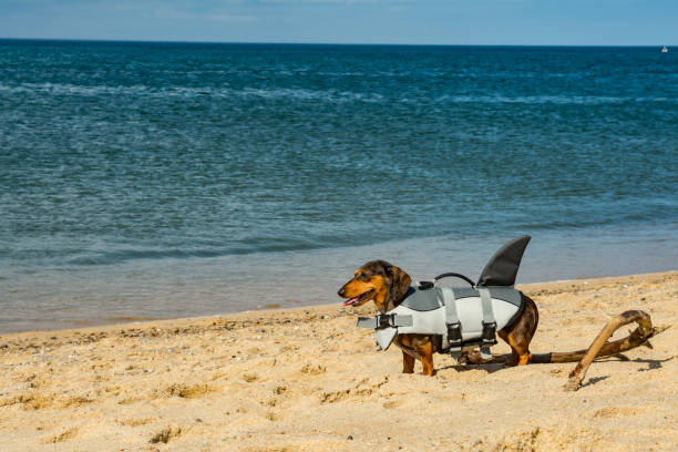 A cute Dachshund puppy wearing a shark life vest on Cape Cod Beach.