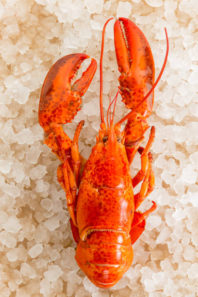 istock Red cooked boiled whole fresh lobster 1029039184