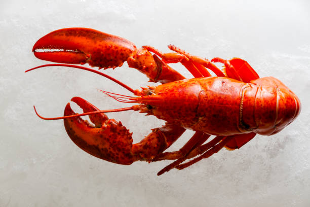 istock Boiled whole red lobster on ice 1029039192